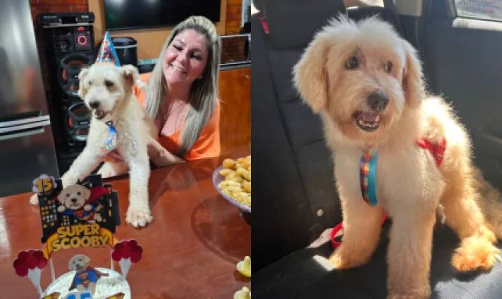 Cachorro entra na justiça contra ex-dona e ganha indenização de R$ 5 mil por maus-tratos