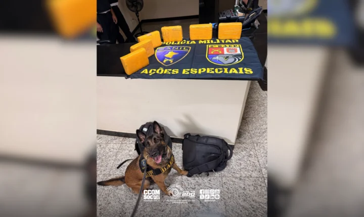 Cadela Pandora fareja maconha e PM prende passageira em Presidente Prudente