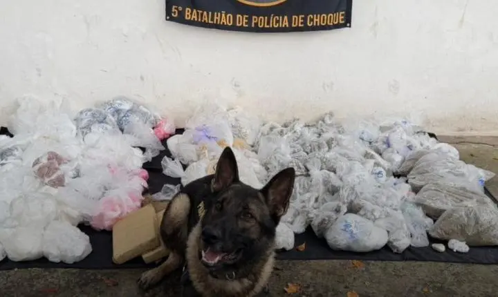 Cão farejador da PM encontra mais de 43 quilos de drogas em Paraisópolis