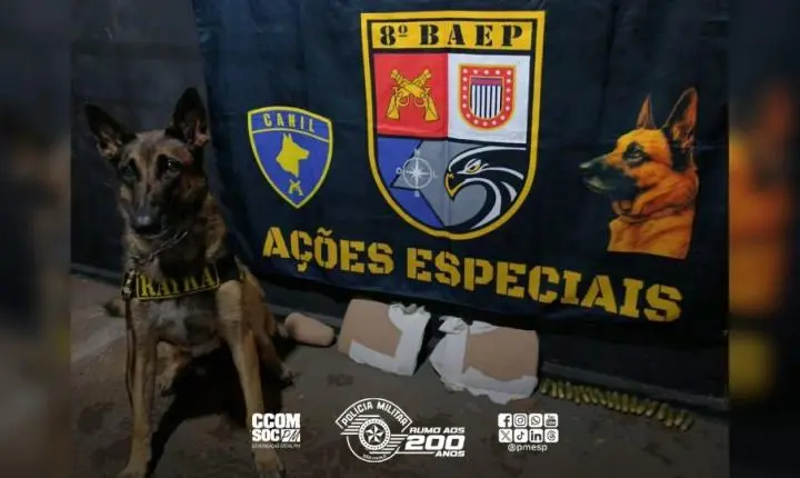 Cão farejador do 8º BAEP localiza cocaína em ônibus boliviano e quatro são detidos