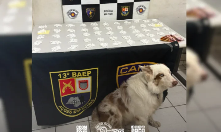 Cão policial Bruce ajuda a prender homem com 528 porções de cocaína em Marília