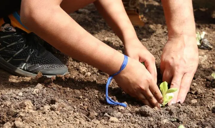 Entidades lançam a campanha agroecologia nas eleições e cobram compromissos em SP