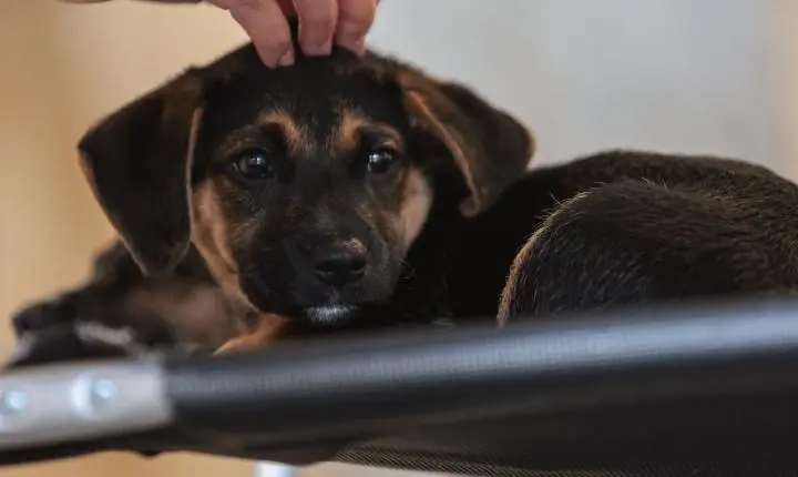Nova lei estabelece guarda compartilhada para animais de estimação; entenda as regras