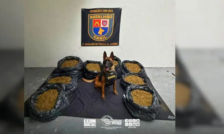 Operação contra o tráfico termina com apreensão de mais de 118 kg de maconha após atuação do Canil da PM