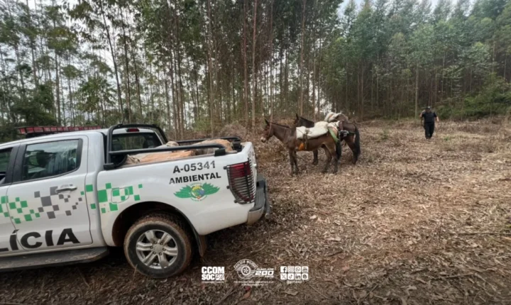 PM Ambiental apreende 400 palmitos-juçara em São Miguel Arcanjo