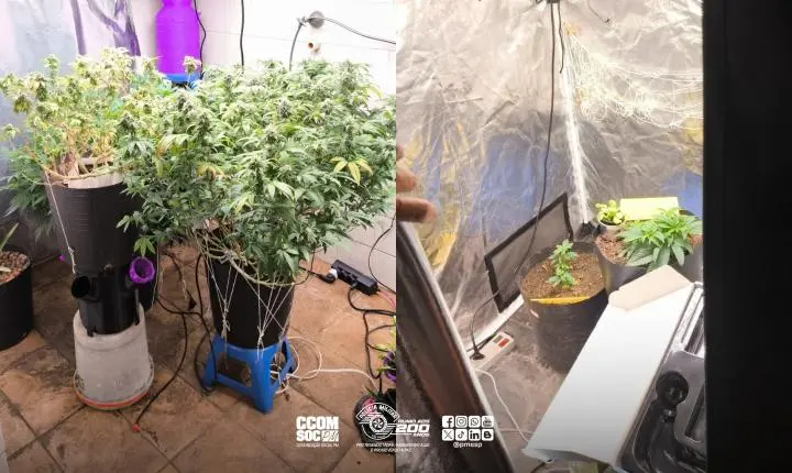 PM encontra estufa para cultivo de maconha e apreende drogas na zona oeste da capital