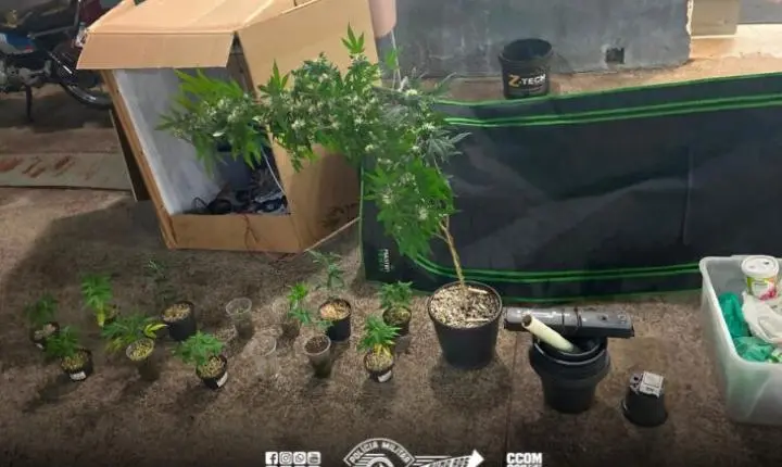 PM localiza cultivo de maconha e prende indivíduo por tráfico em Batatais  