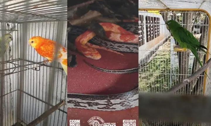 Polícia Ambiental apreende 18 animais mantidos irregularmente em residência de Taubaté 