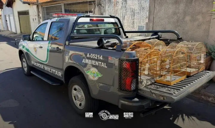 Polícia Ambiental resgata aves silvestres de cativeiro ilegal em Piracicaba