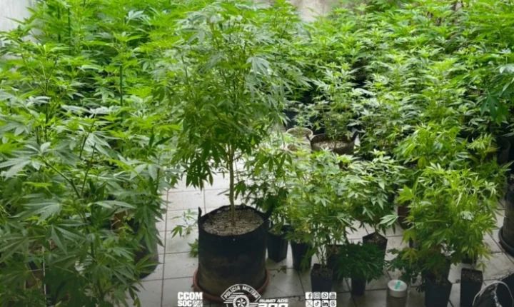 Polícia localiza 228 plantas com características de maconha em imóvel na zona sul de São Paulo