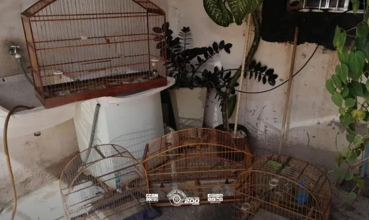 Polícia Ambiental apreende pássaros silvestres em cativeiro irregular em Piracicaba