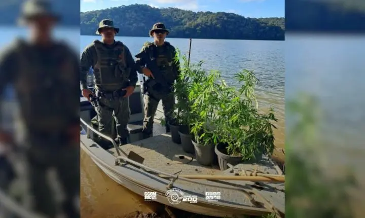 Polícia Militar Ambiental descobre cultivo de maconha e droga processada na Represa Billings