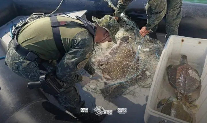 Polícia Ambiental encontra animais marinhos mortos após flagrar pesca ilegal em São Vicente