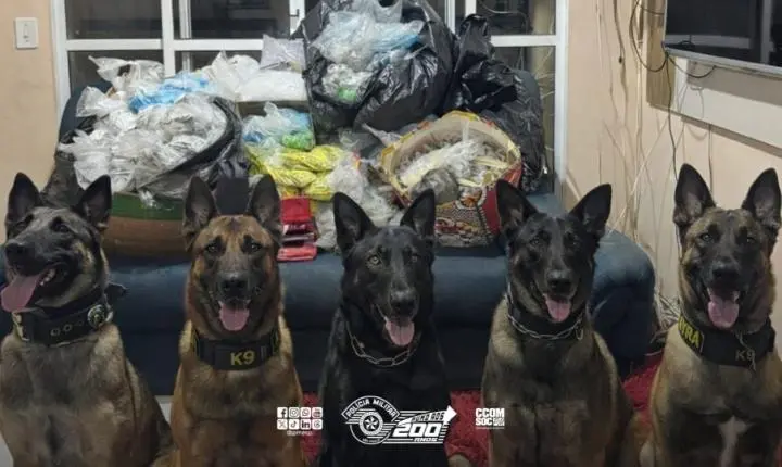 Polícia Militar apreende mais de 51 kg de drogas e arma em Carapicuíba