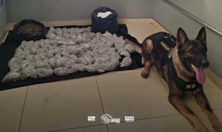 Polícia Militar e cão farejador Phantom realizam grande apreensão de drogas na Zona Oeste