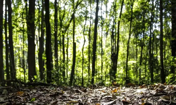 Produção da silvicultura bate recorde histórico no Brasil em 2025