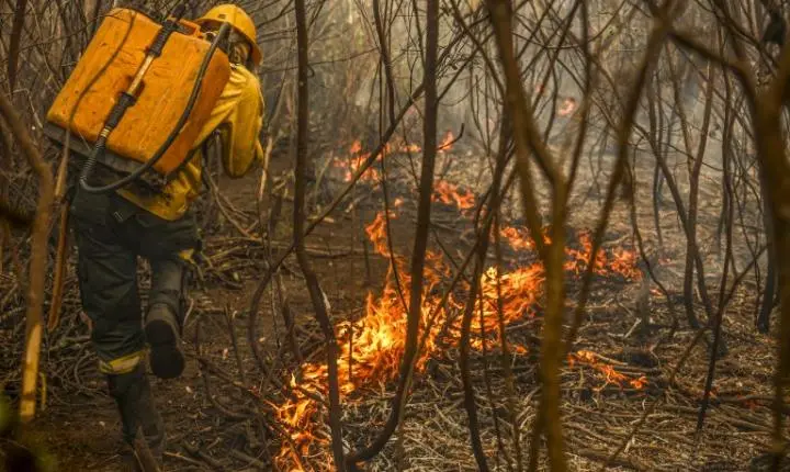 Projeto propõe uso da pecuária na prevenção de incêndios no Pantanal