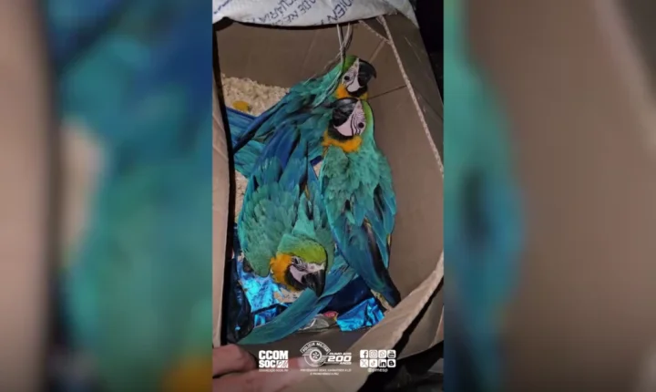 Quatro são presos com araras amarradas dentro de caixa em Ubatuba