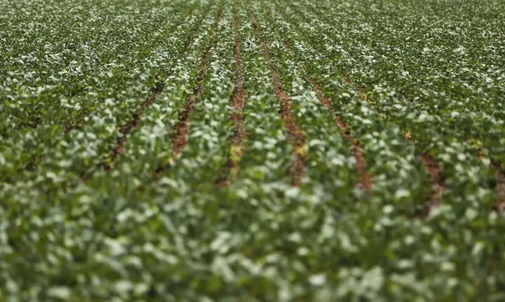 Impasse entre governo e agronegócio impede acordo sobre renegociação de dívidas rurais
