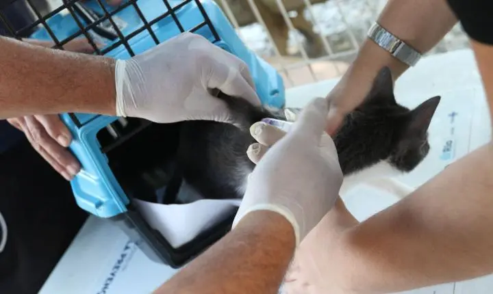 Rio confirma caso de raiva animal após cão ter contato com morcego