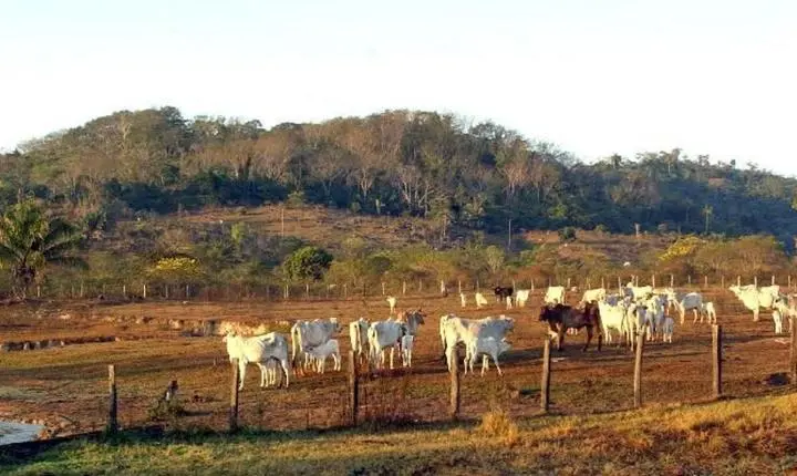 Supremo Tribunal Federal decide manter legislação que restringe aquisição de terras por estrangeiros
