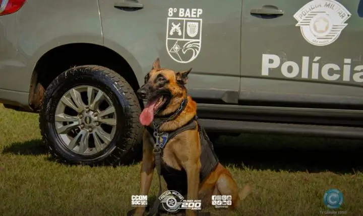 Canil do 8º BAEP realiza treinamento em Assis-SP