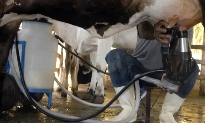 Produção de leite atinge patamar recorde no país com alta de produtividade